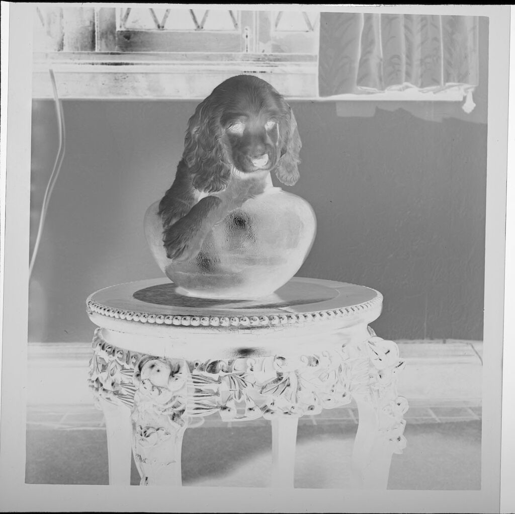 Untitled (Dog On Table, In Bowl)