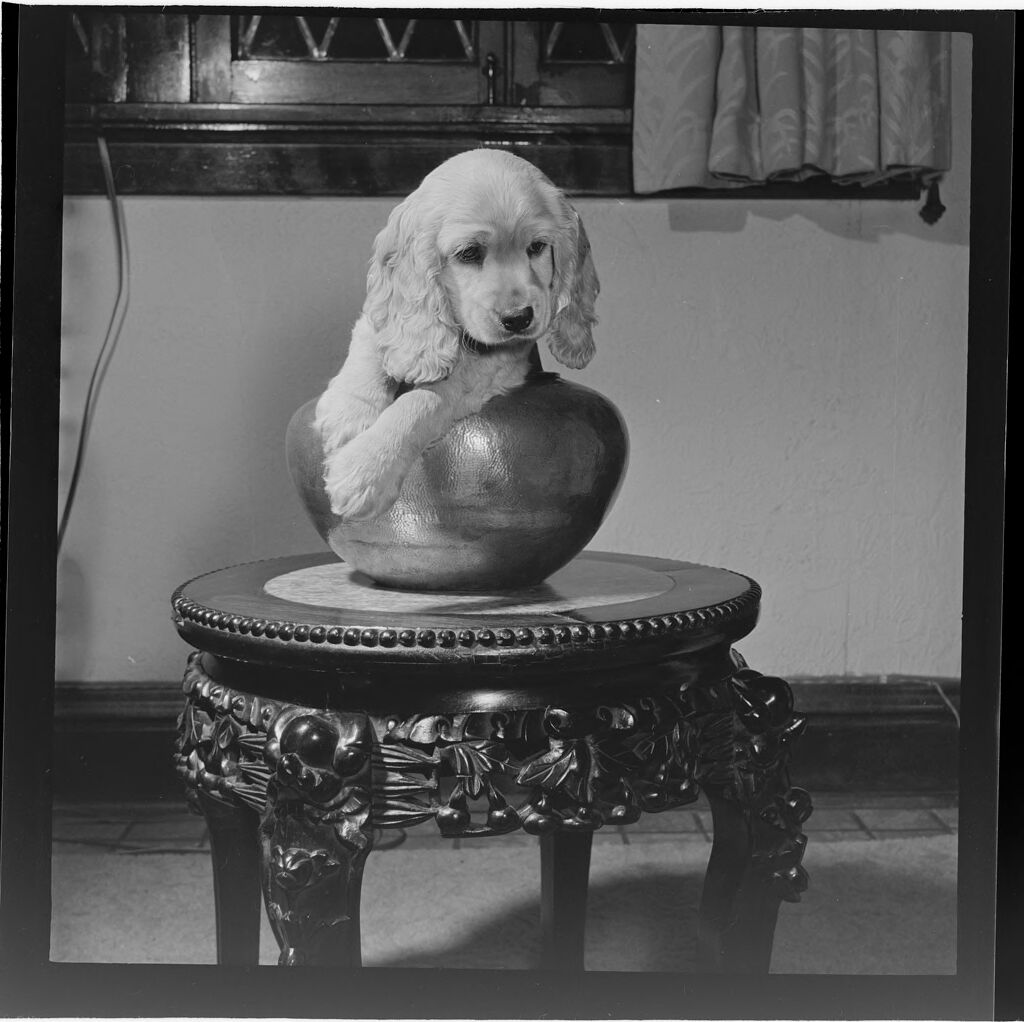 Untitled (Dog On Table)