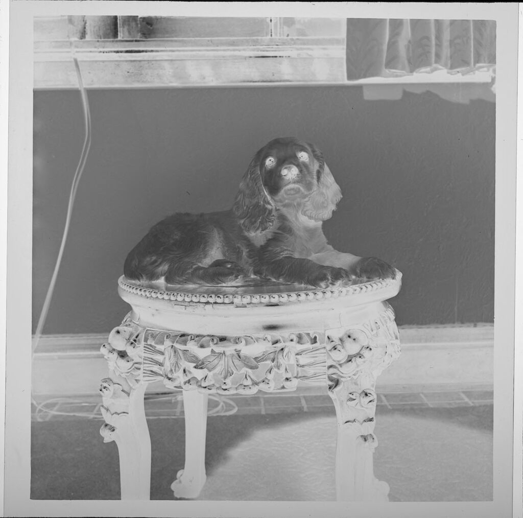 Untitled (Dog Seated On Table)