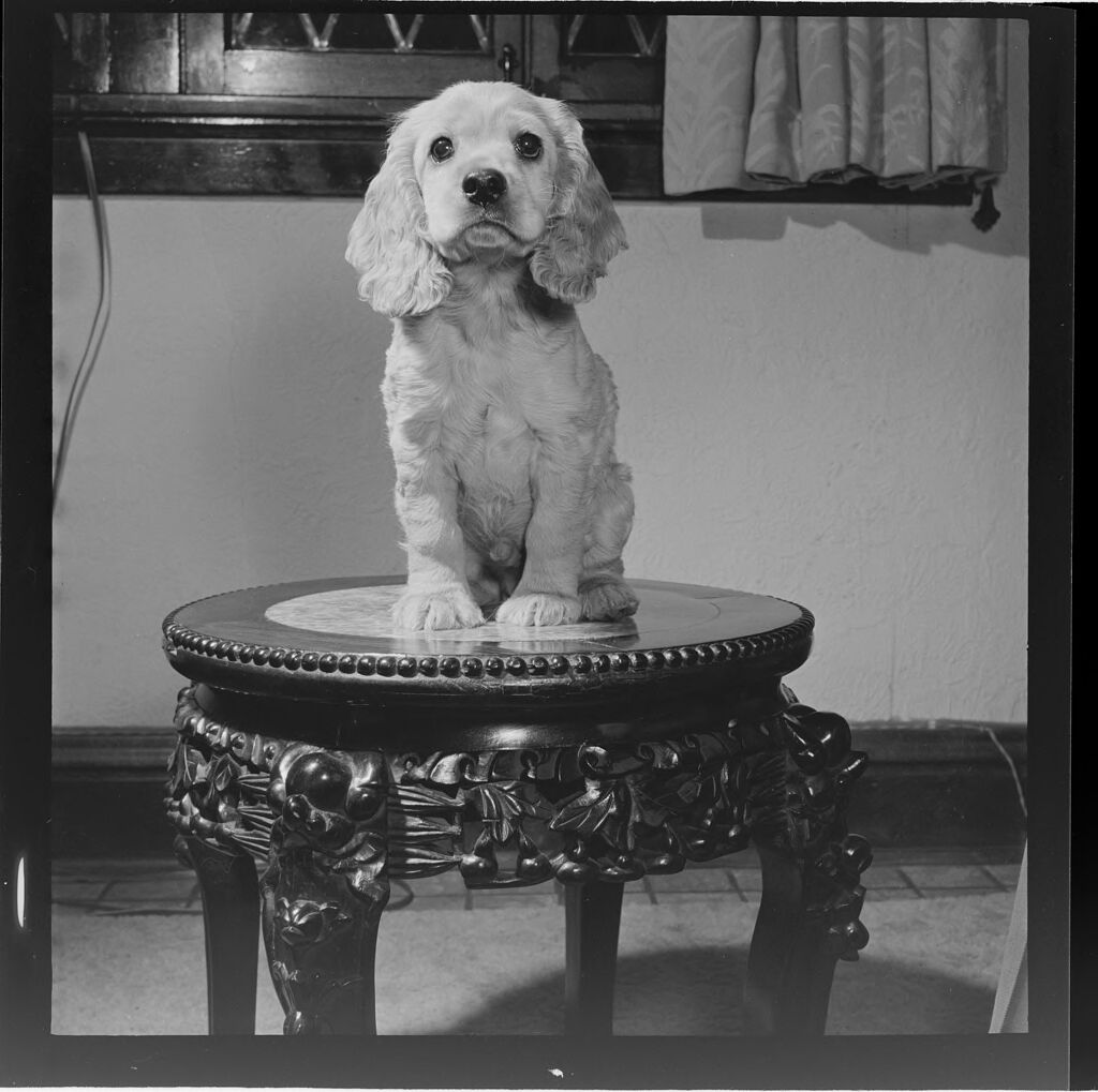 Untitled (Dog Seated On Table)
