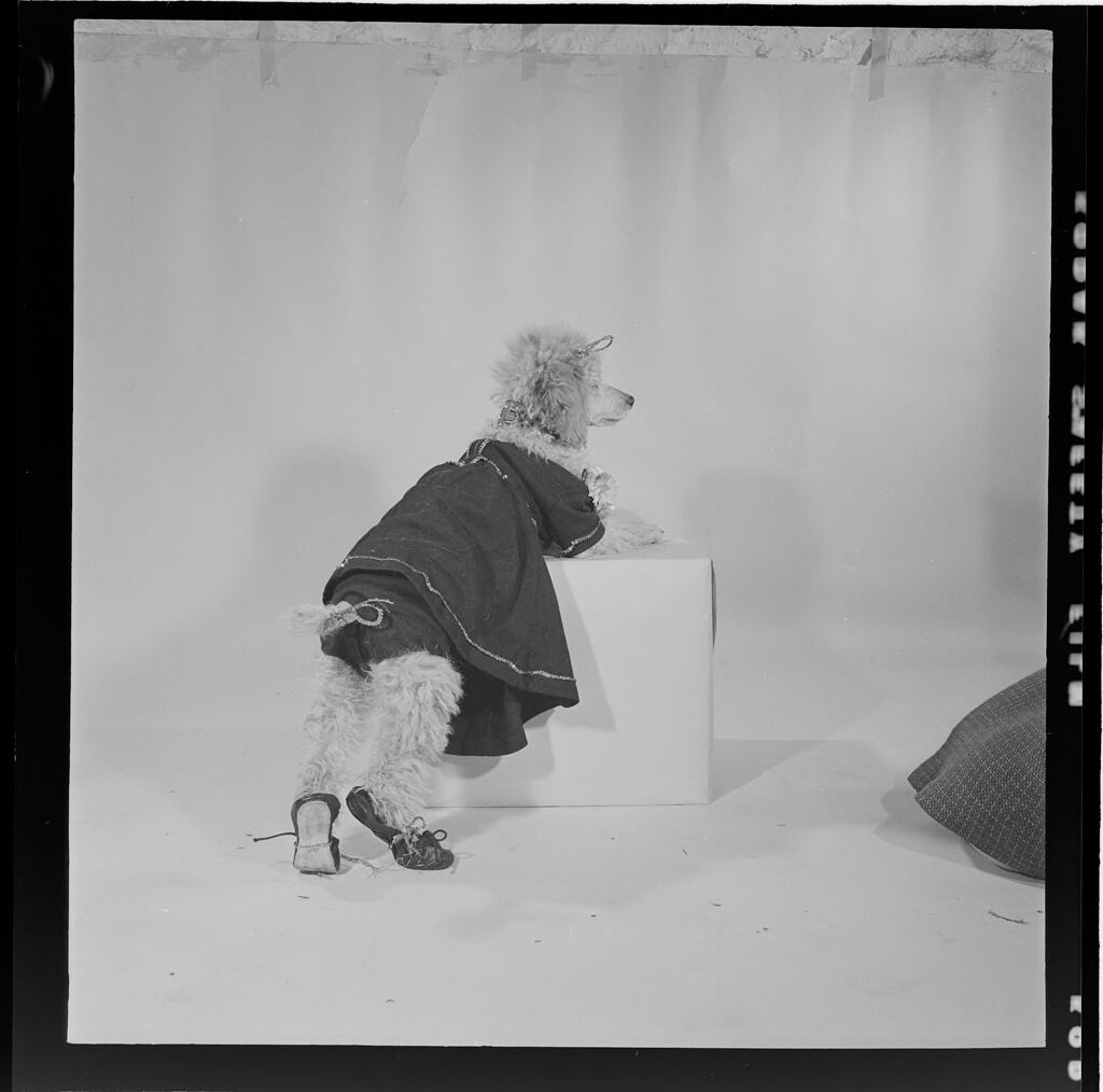 Untitled (Dog Dressed Up In Dress, Paws On Box)