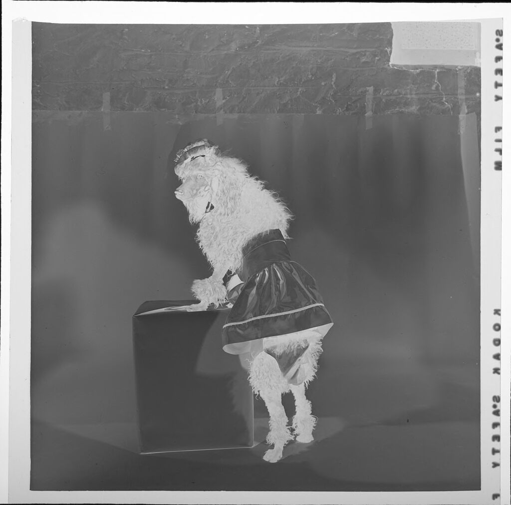 Untitled (Dog Dressed Up In Skirt And Hat)