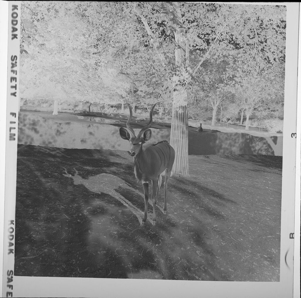 Untitled (One Antelope At The Zoo)