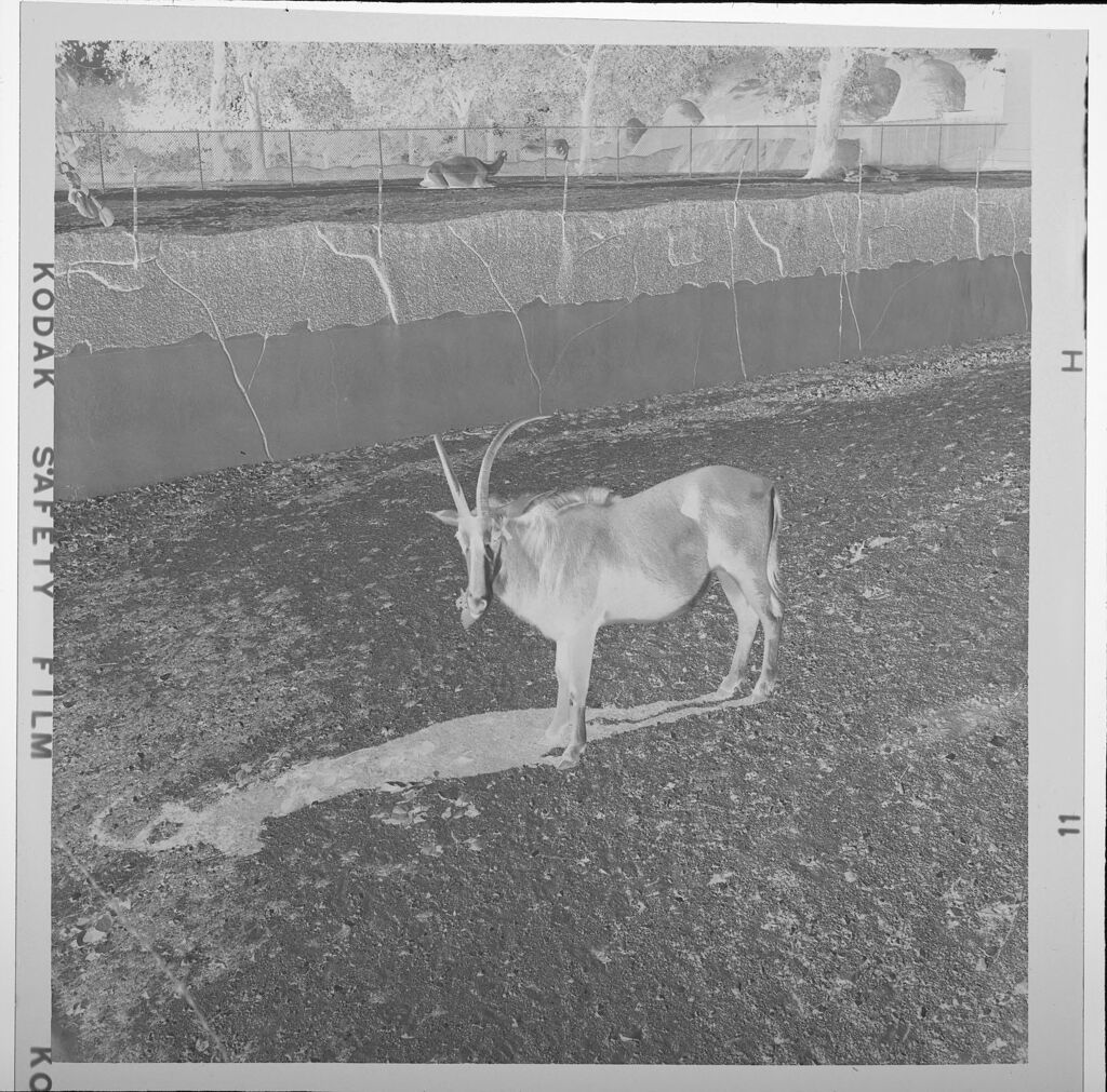 Untitled (Antelope At The Zoo)