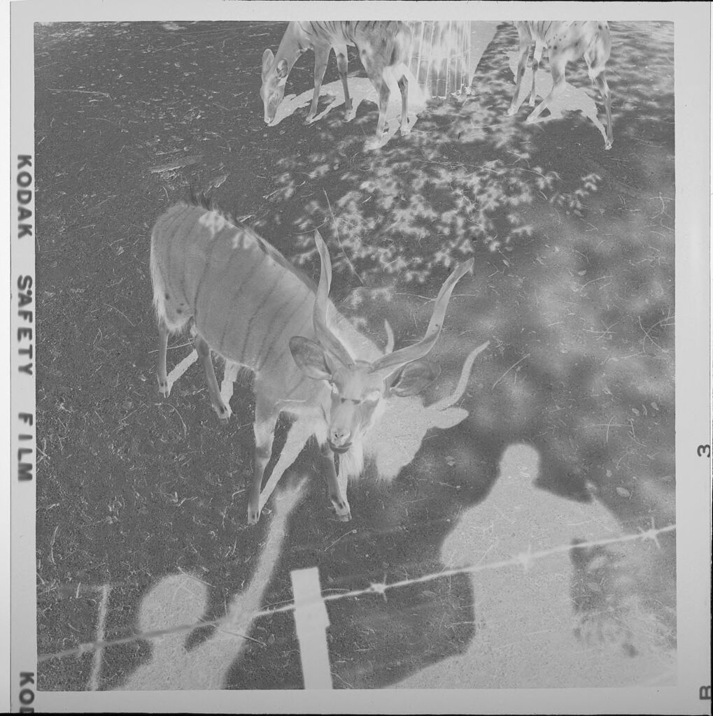 Untitled (Antelopes At The Zoo Seen From Above, Shadows Of People Watching)