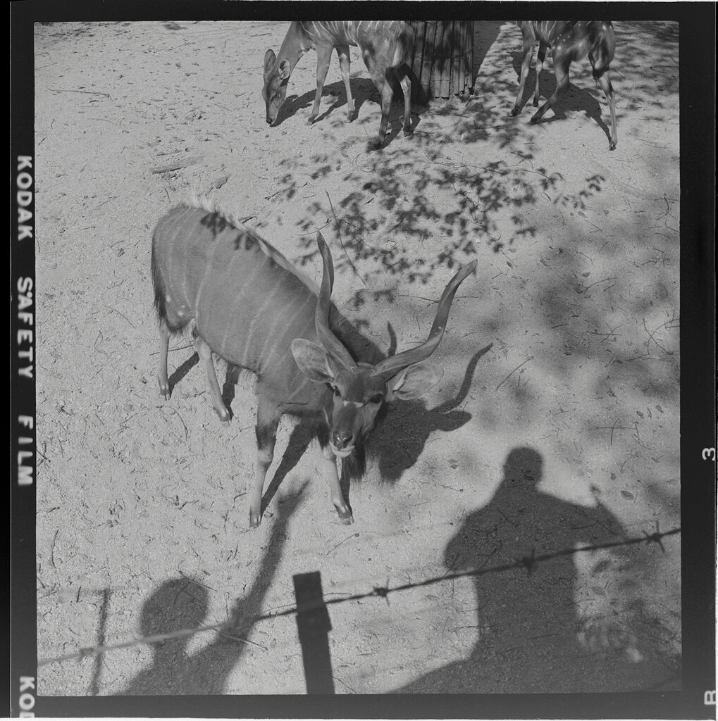 Untitled (Antelopes At The Zoo Seen From Above)