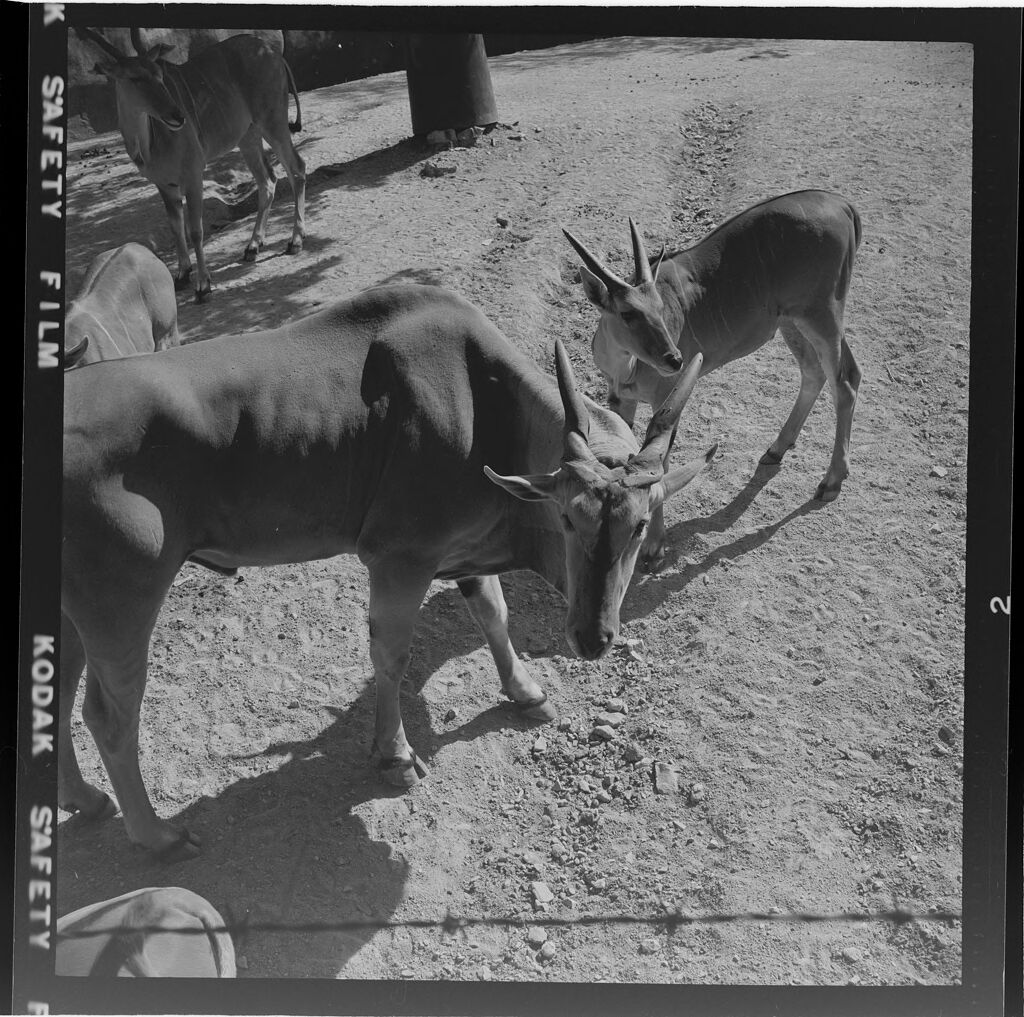 Untitled (Antelopes At The Zoo)