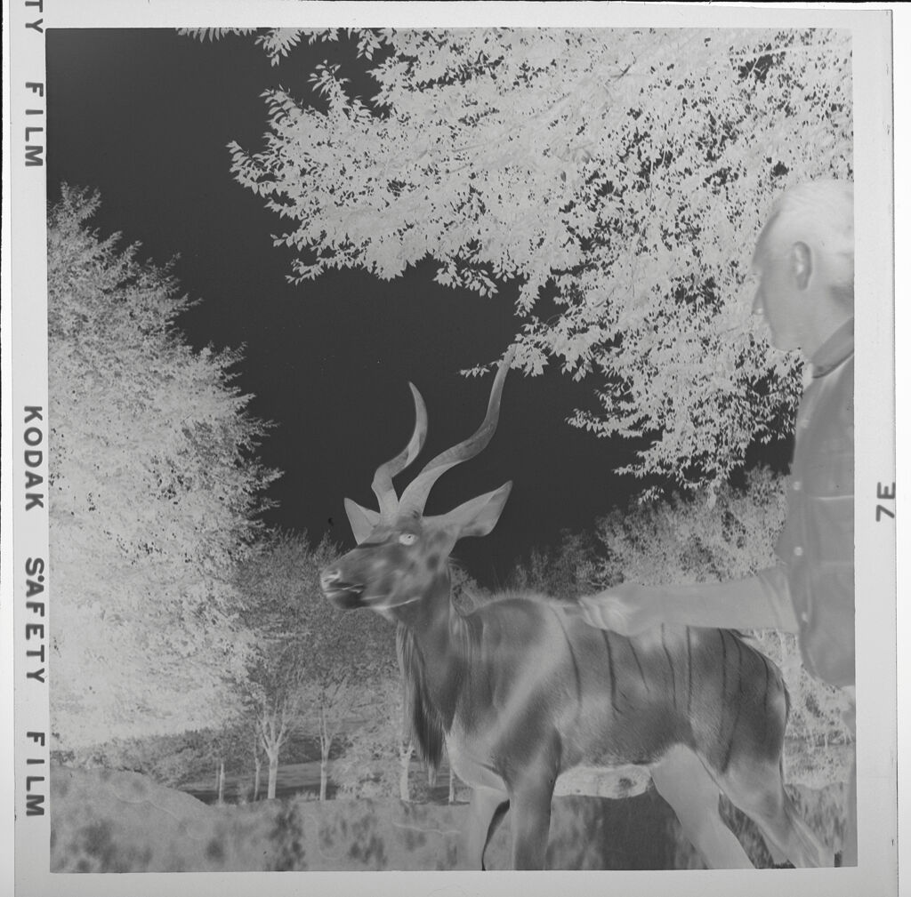 Untitled (Antelope At The Zoo In The Bushes)