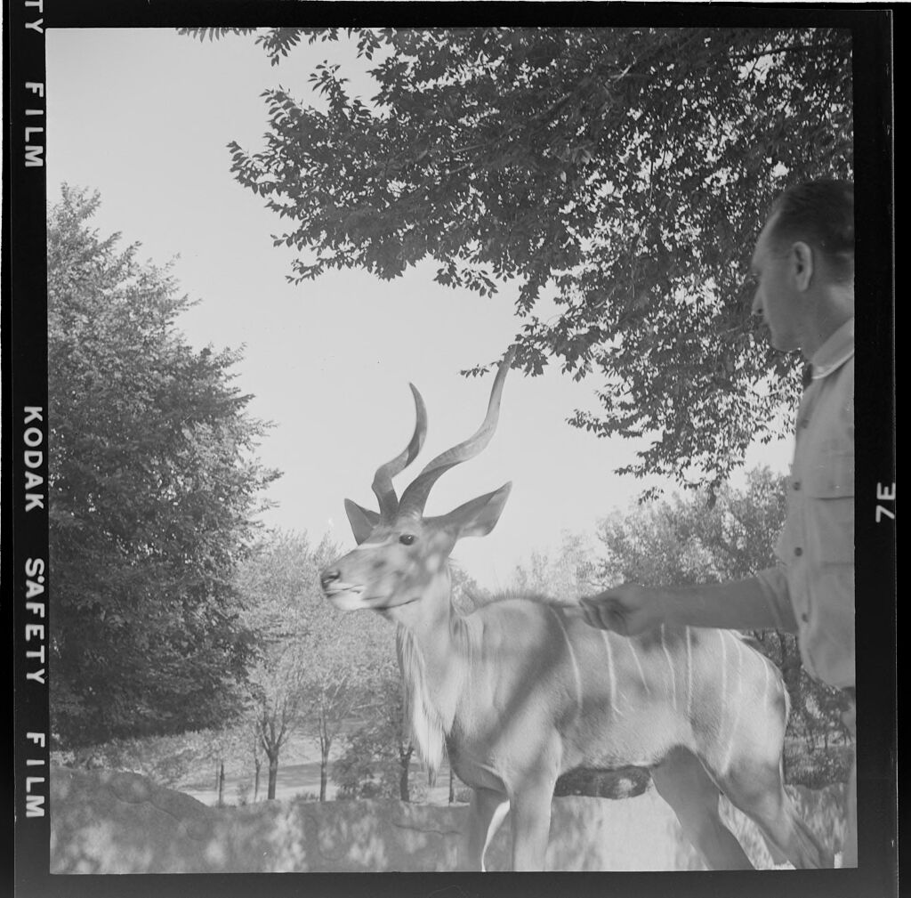 Untitled (Antelope At The Zoo In The Bushes)