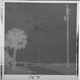 Untitled (Tree Next To Road)
