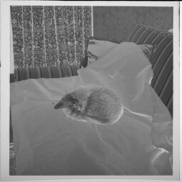 Untitled (Cat Sleeping On Bed)