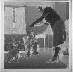 Untitled (Woman Teaching Dogs Tricks)