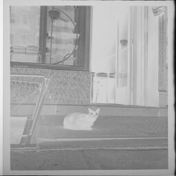 Untitled (Cat In Front Of Building, New York City)