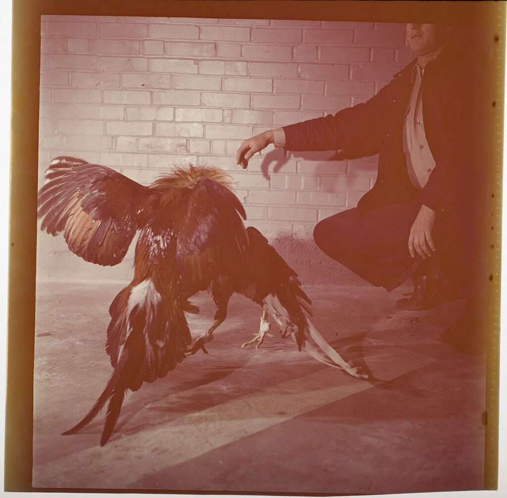Untitled (Two Birds Cockfighting, With Man)