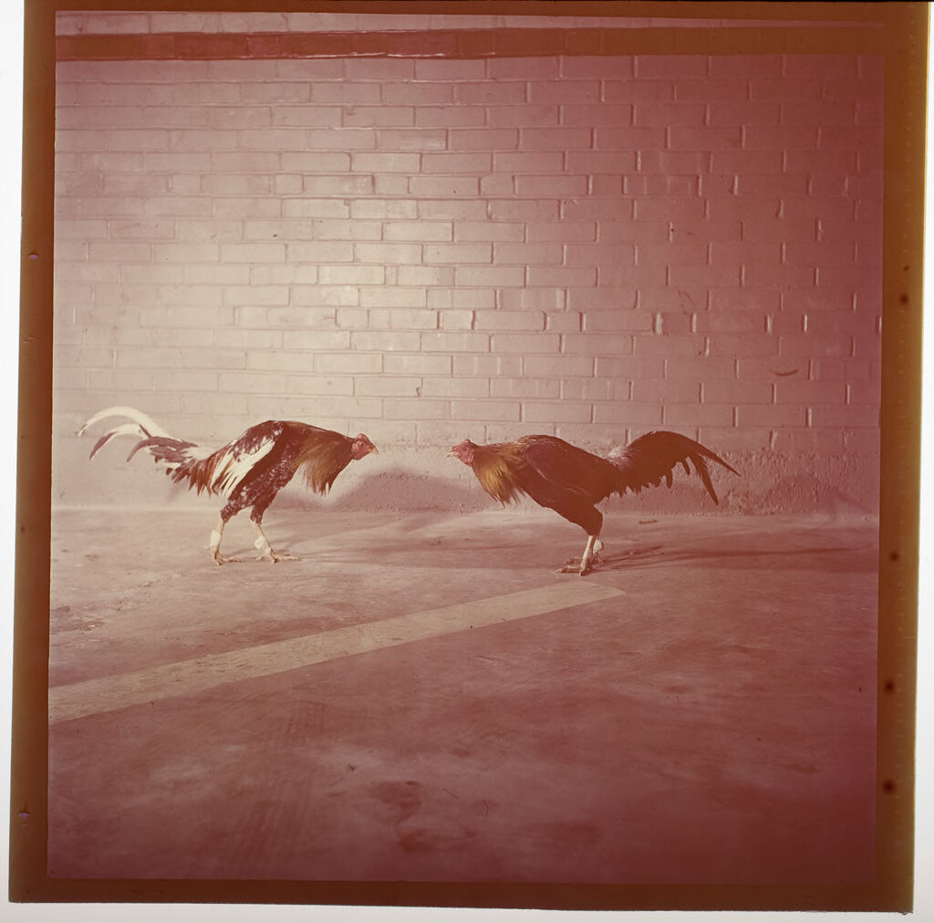 Untitled (Two Birds Cockfighting)
