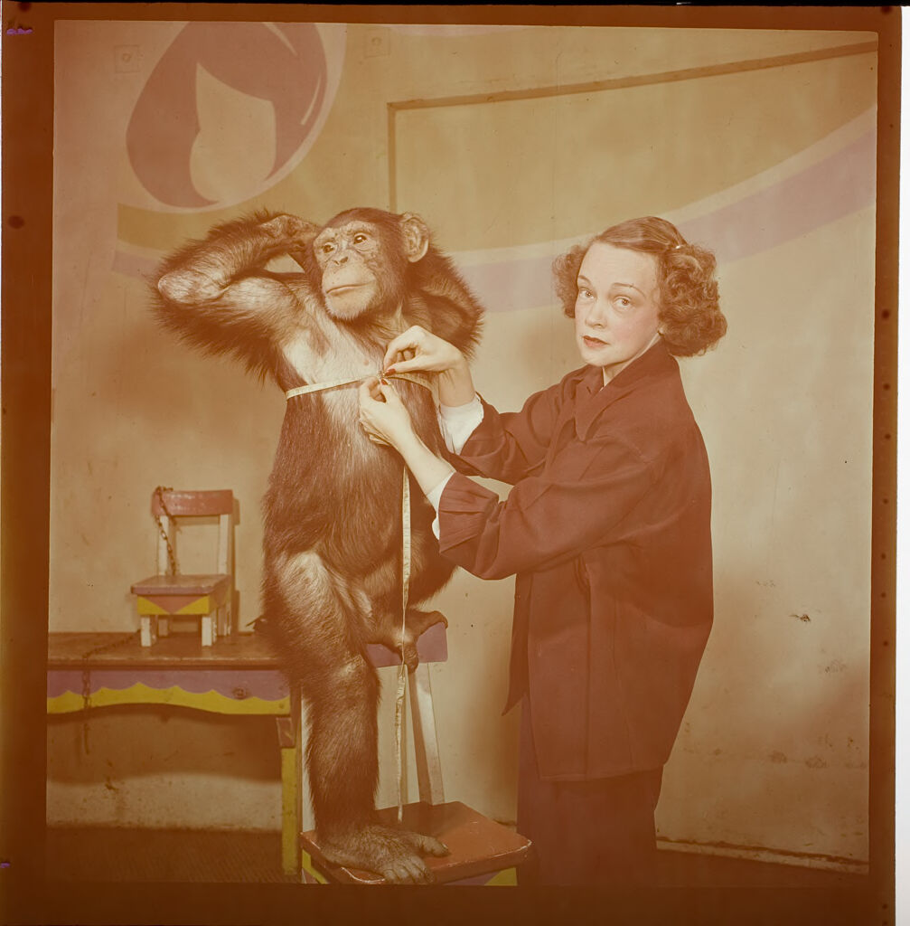 Untitled (Woman Measuring Chimp)