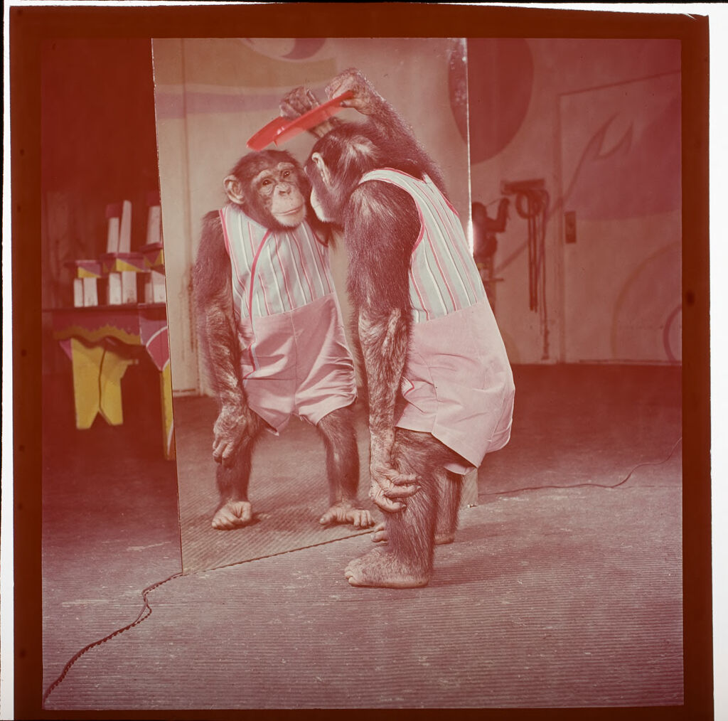 Untitled (Chimp Combing Hair And Looking Into Mirror)