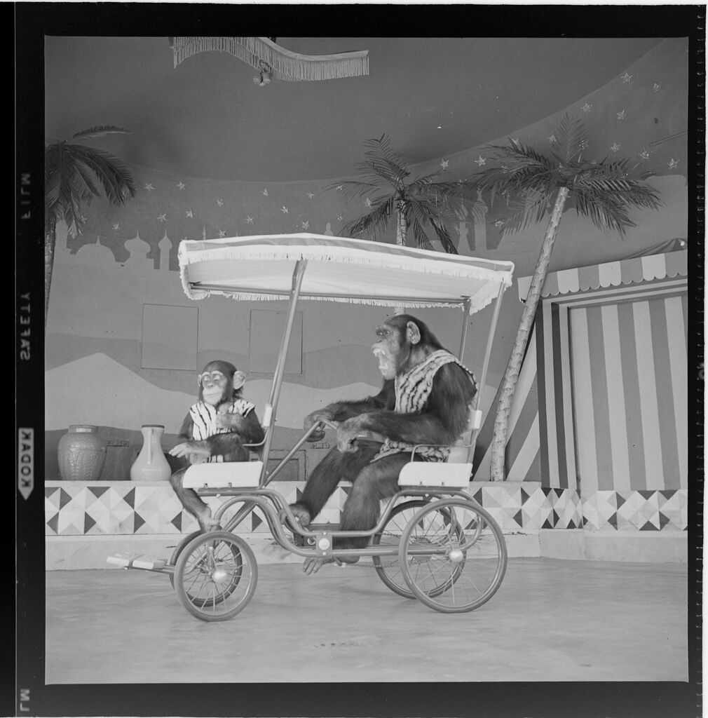 Untitled (Chimp And Monkey Performing Tricks On Cart)