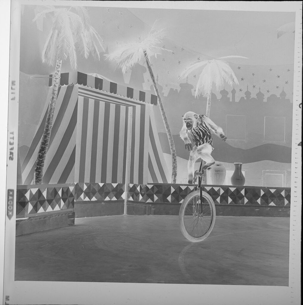 Untitled (Chimp Performing Tricks On Unicycle)