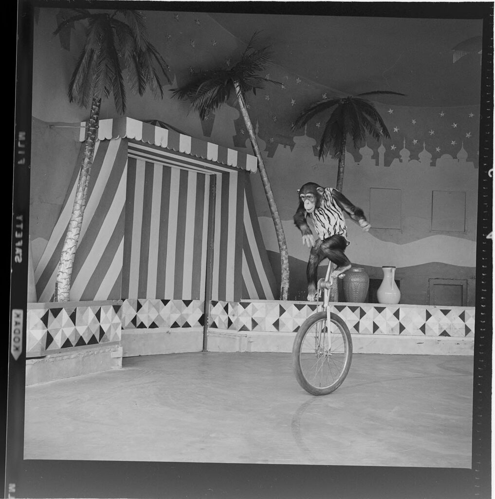 Untitled (Chimp Performing Tricks On Unicycle)