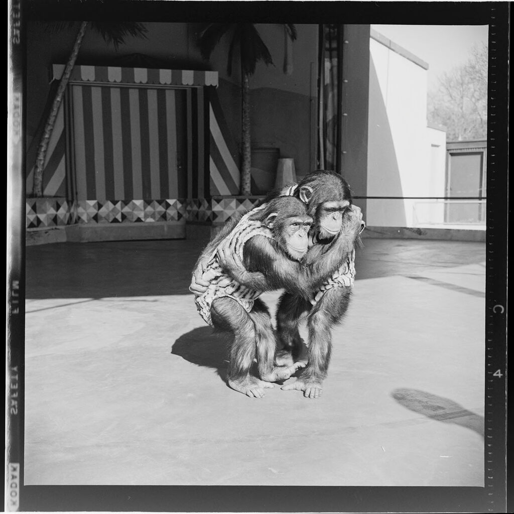 Untitled (Two Chimps Hugging)