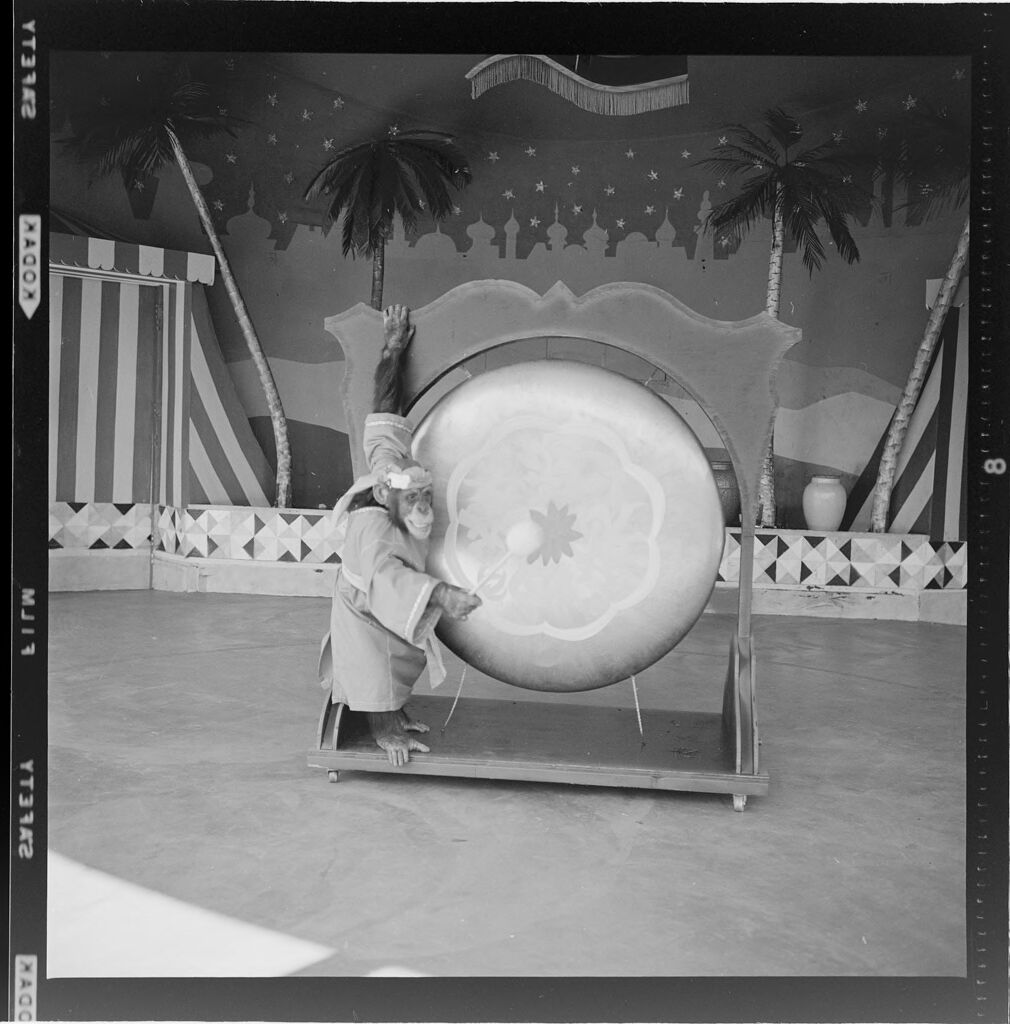 Untitled (Chimp Playing A Large Drum)
