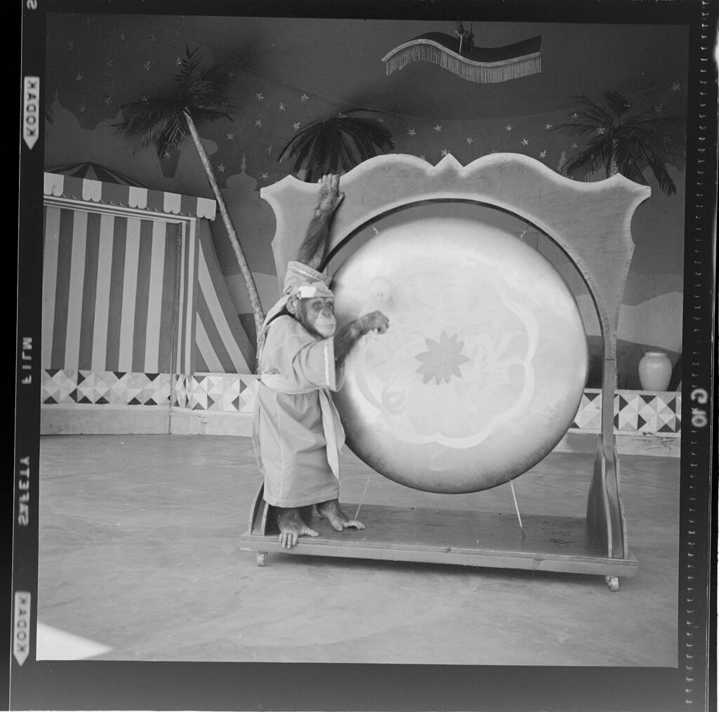 Untitled (Chimp Playing A Large Drum; Chimp Doing Tricks On Top Of A Ball)