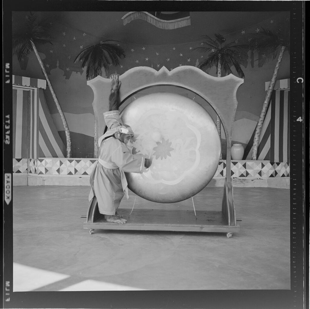 Untitled (Chimp Playing A Large Drum)