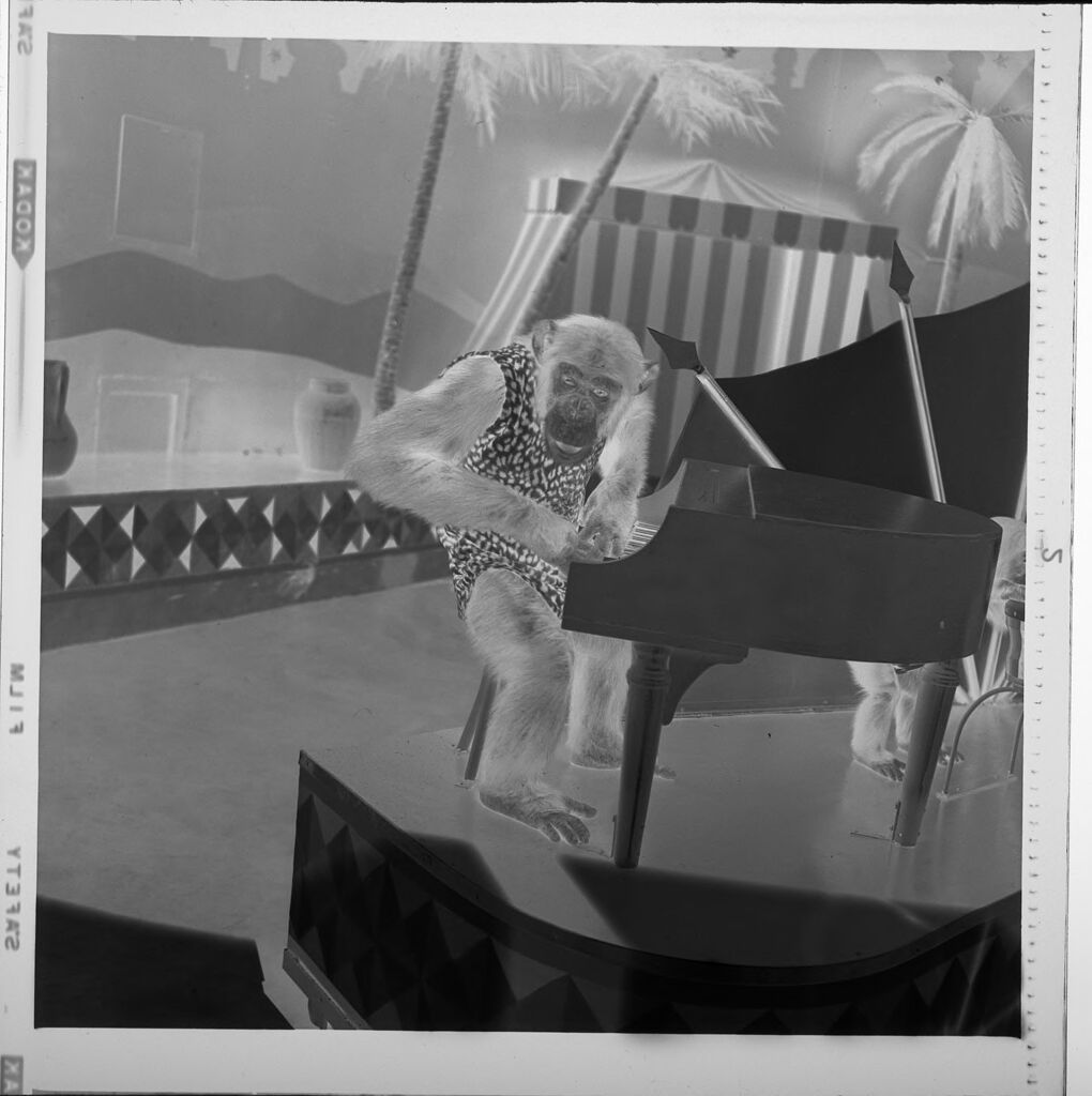 Untitled (Chimp Playing The Piano)