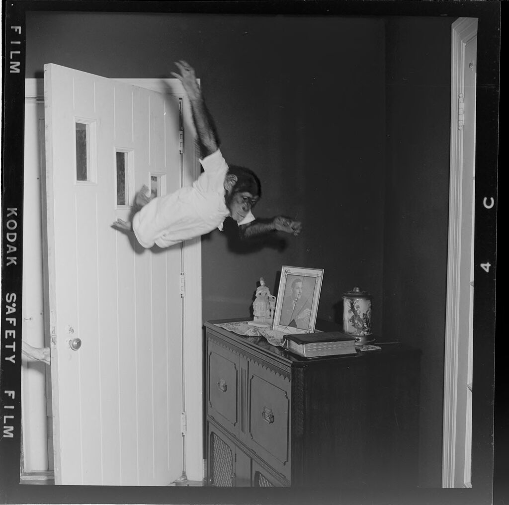 Untitled (Monkey Jumping From Door Inside House)