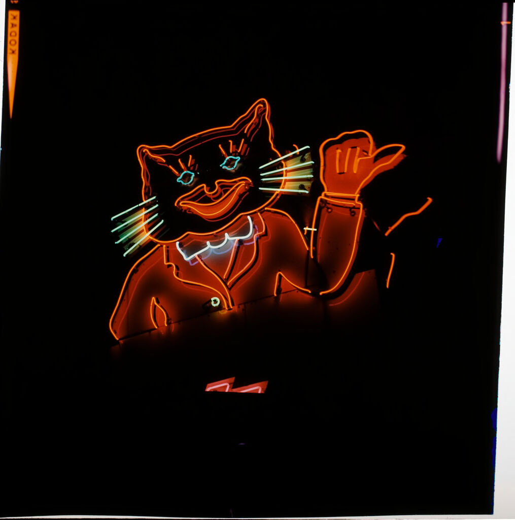 Untitled (Neon Lights At Night, Image Of A Cat)