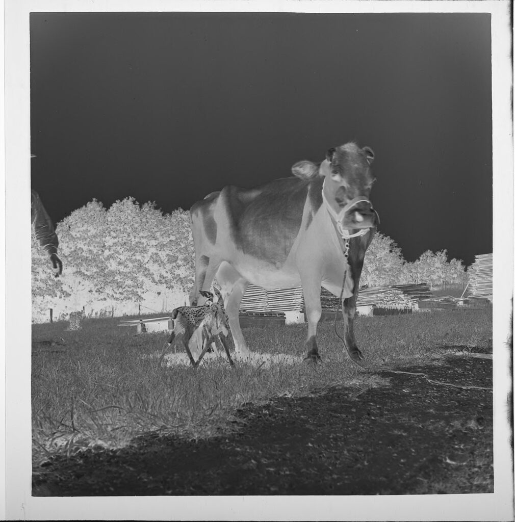 Untitled (Baby Fawns And Cow)