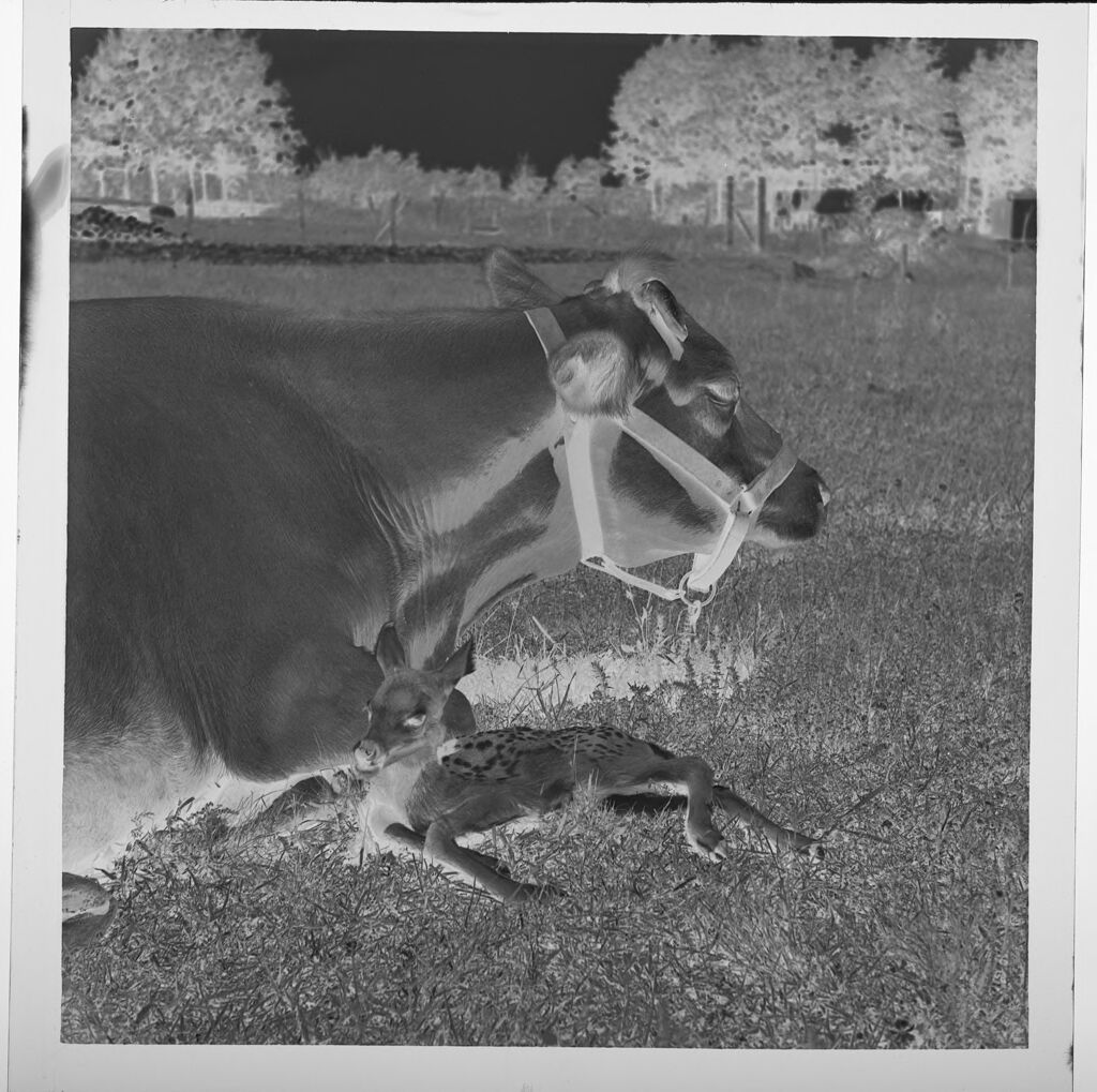 Untitled (Baby Fawns And Seated Cow)