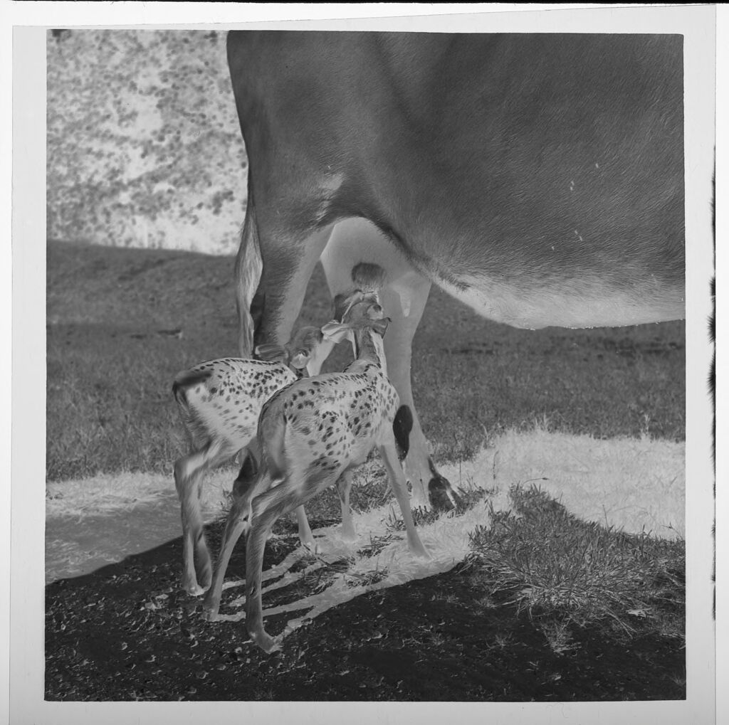 Untitled (Baby Fawns Nursing From Cow)