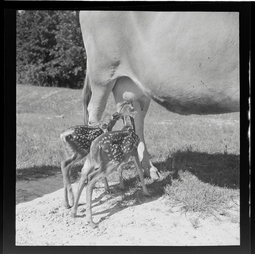 Untitled (Baby Fawns Nursing From Cow)