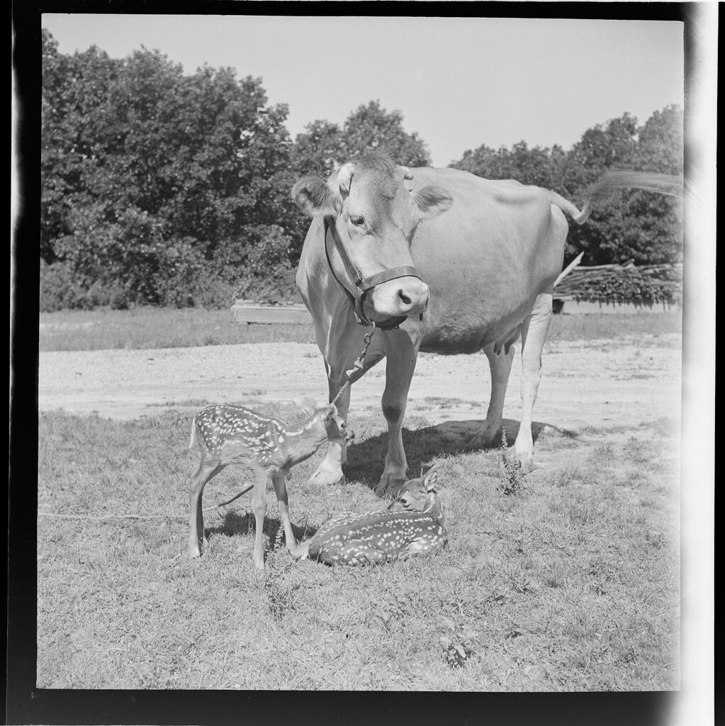 Untitled (Baby Fawns And Cow)