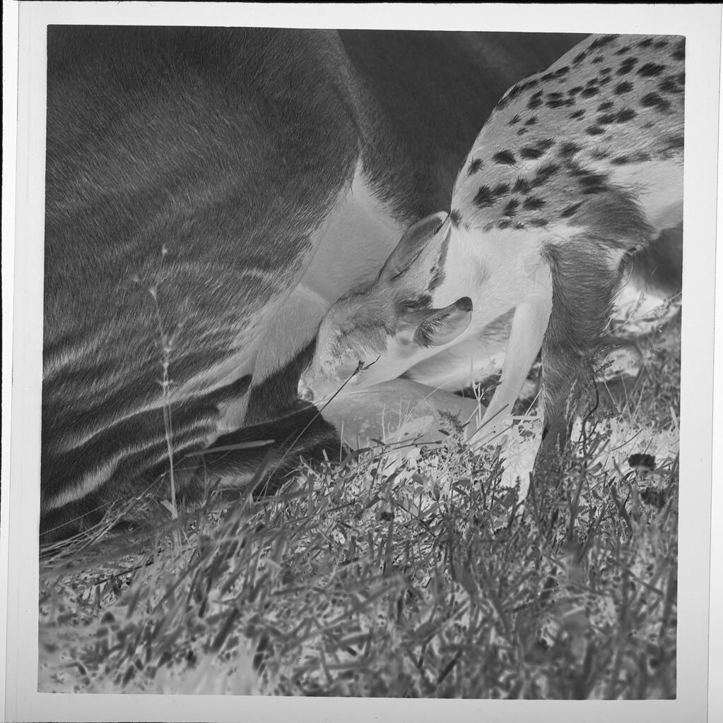 Untitled (Baby Fawn And Cow, Close-Up View)
