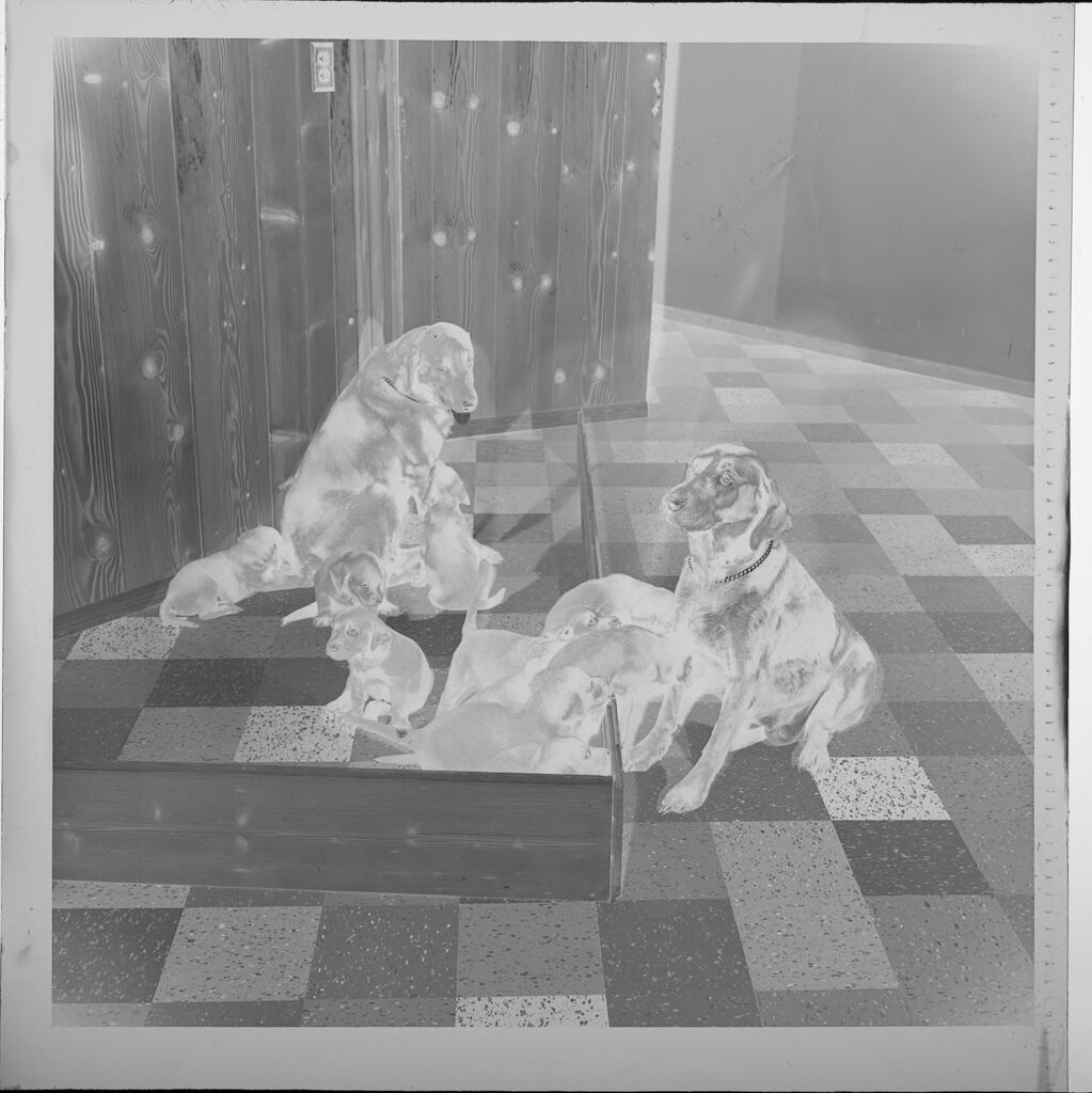 Untitled (Dogs And Puppies On Checkered Floor)