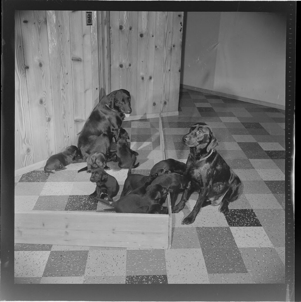Untitled (Dogs And Puppies On Checkered Floor)