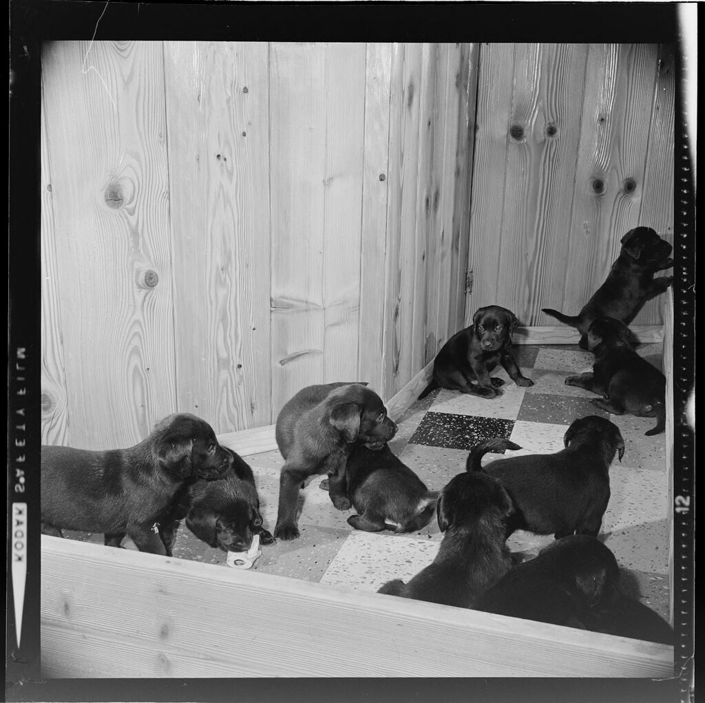 Untitled (Puppies On Checkered Floor)