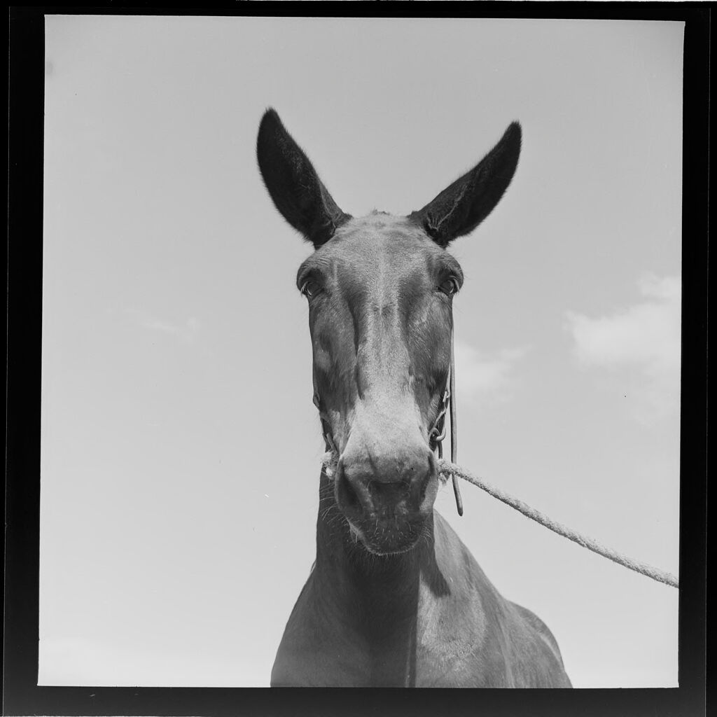 Untitled (Head Of Mule Seen From The Front)