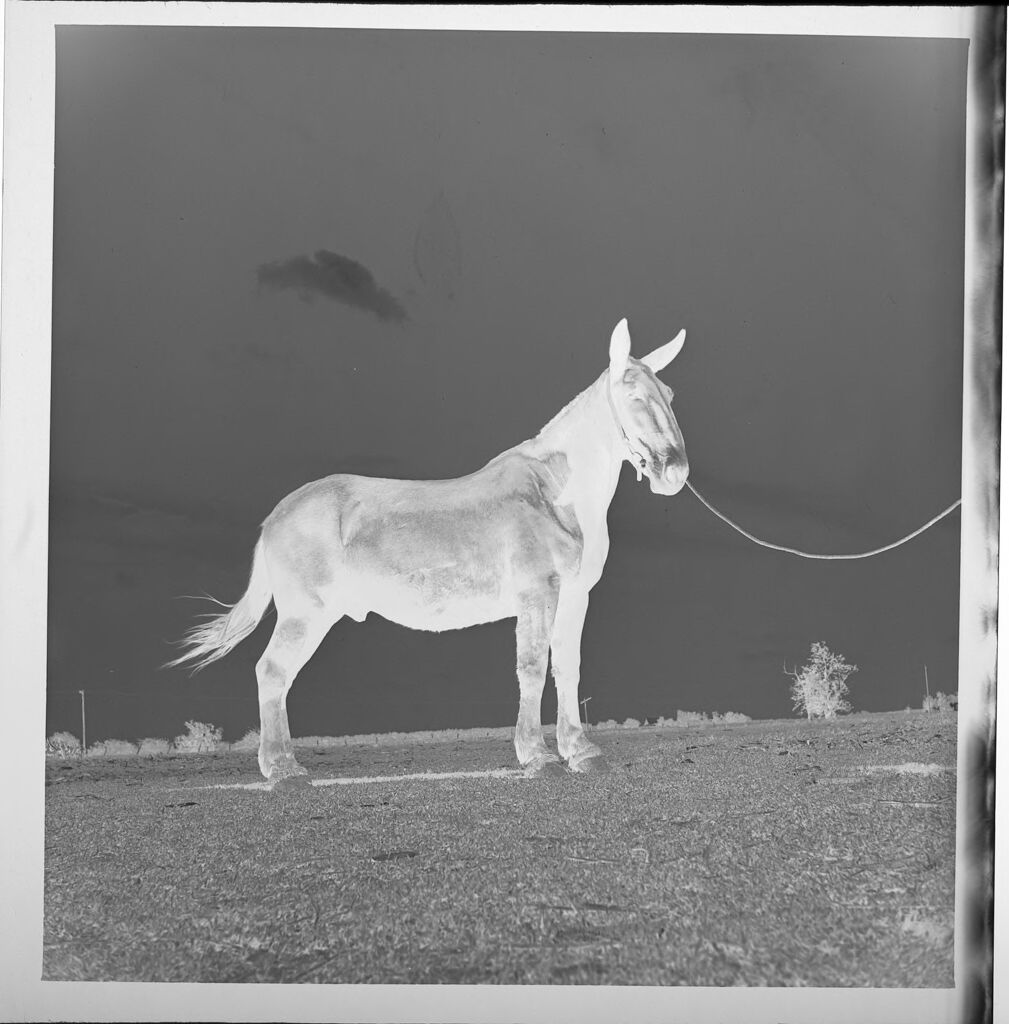 Untitled (Mule Seen From The Side)