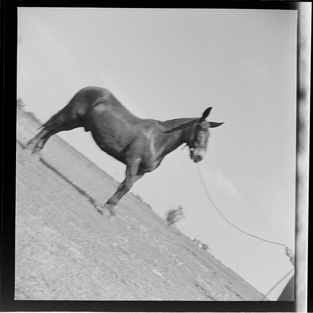 Untitled (Mule Seen From The Side)