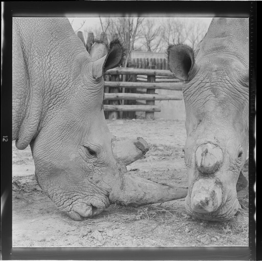 Untitled (Rhinoceros In Zoo)