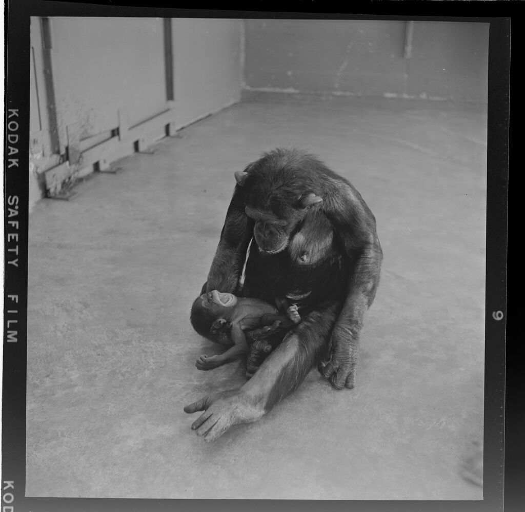 Untitled (Mother Chimp Holding Baby Chimp)