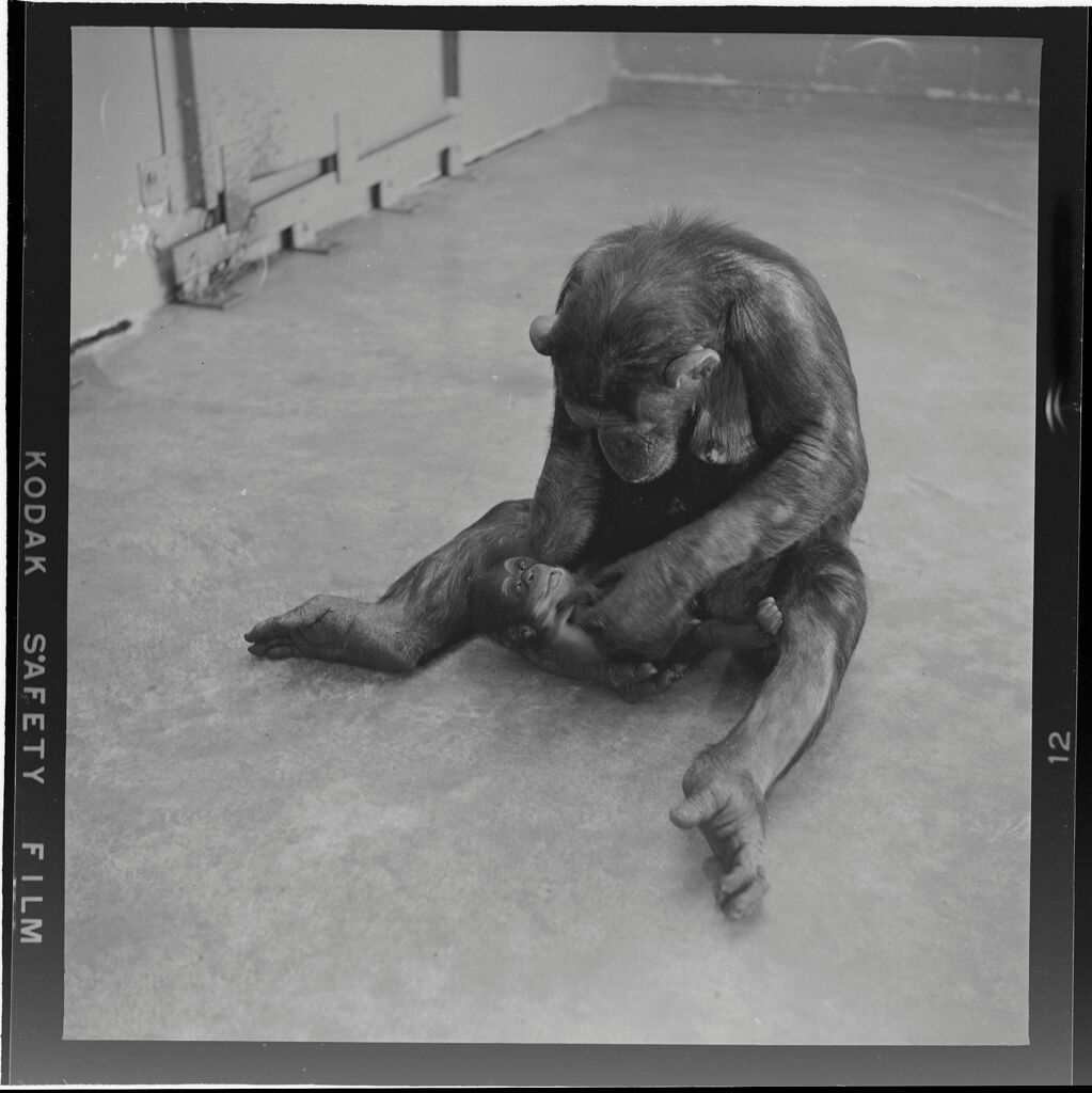 Untitled (Mother Chimp With Baby Chimp)