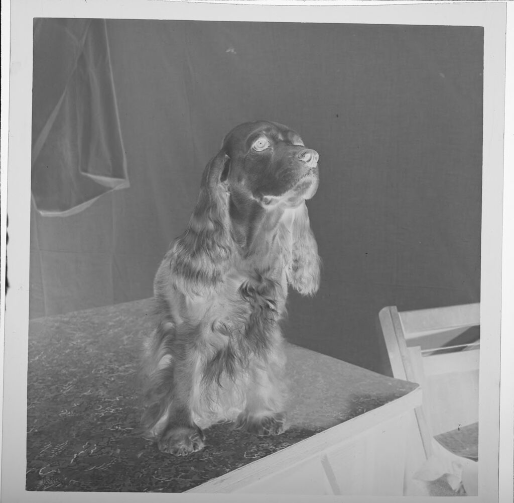 Untitled (Cocker Spaniel On Table)