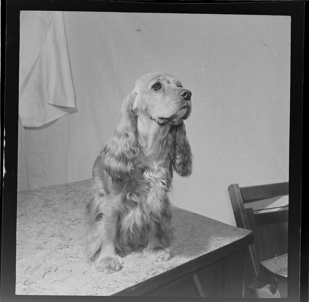 Untitled (Cocker Spaniel On Table)