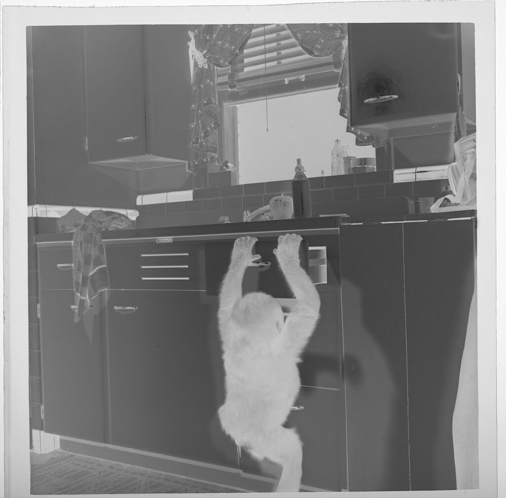 Untitled (Baby Gorilla Climbing On Cabinets)