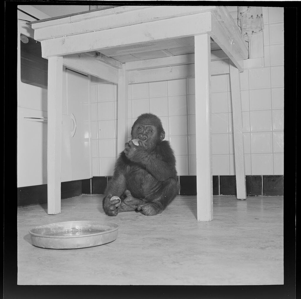 Untitled (Baby Gorilla Under Table)